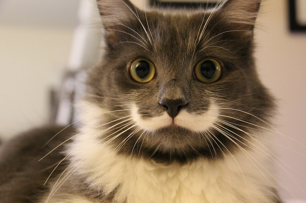 Moustache
