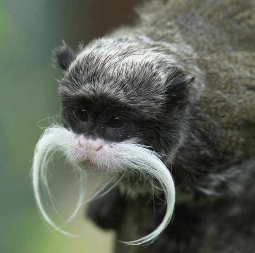 affe-mit-schnauzer