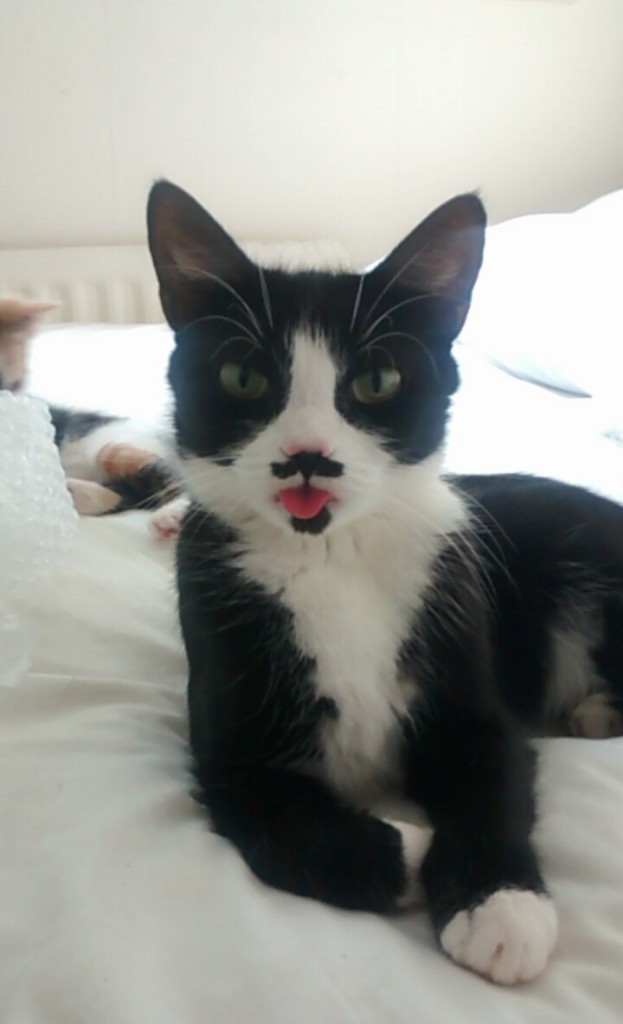 katzen-schnauzer-623x1024