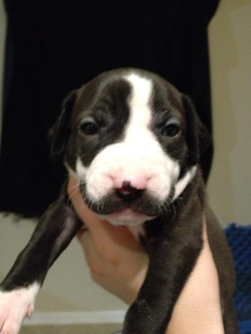 puppy-mustache