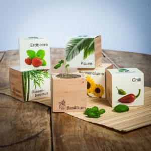 Ecocube - plantes dans des cubes en bois
