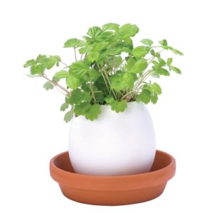 Plante dans un pot en forme d'oeuf