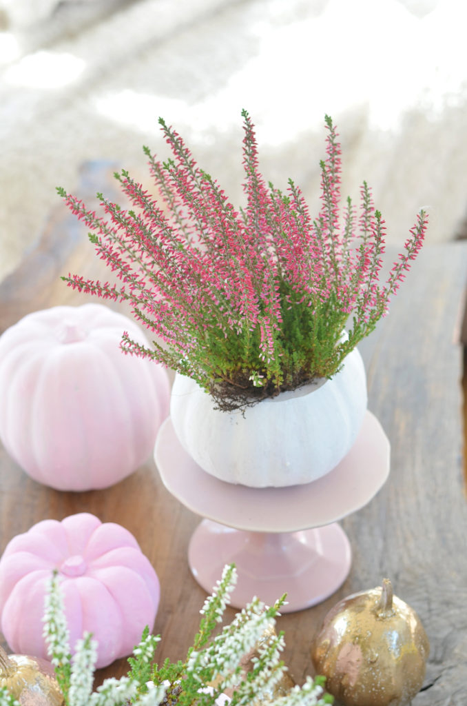 Décoration automne : Citrouilles peintes en rose et en blanc avec bruyère en fleurs à l'intérieur