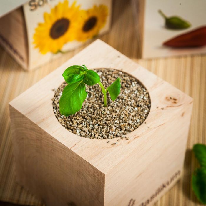 ecocube - plantes dans de cubes en bois Cadeau de noel : l'ecocube