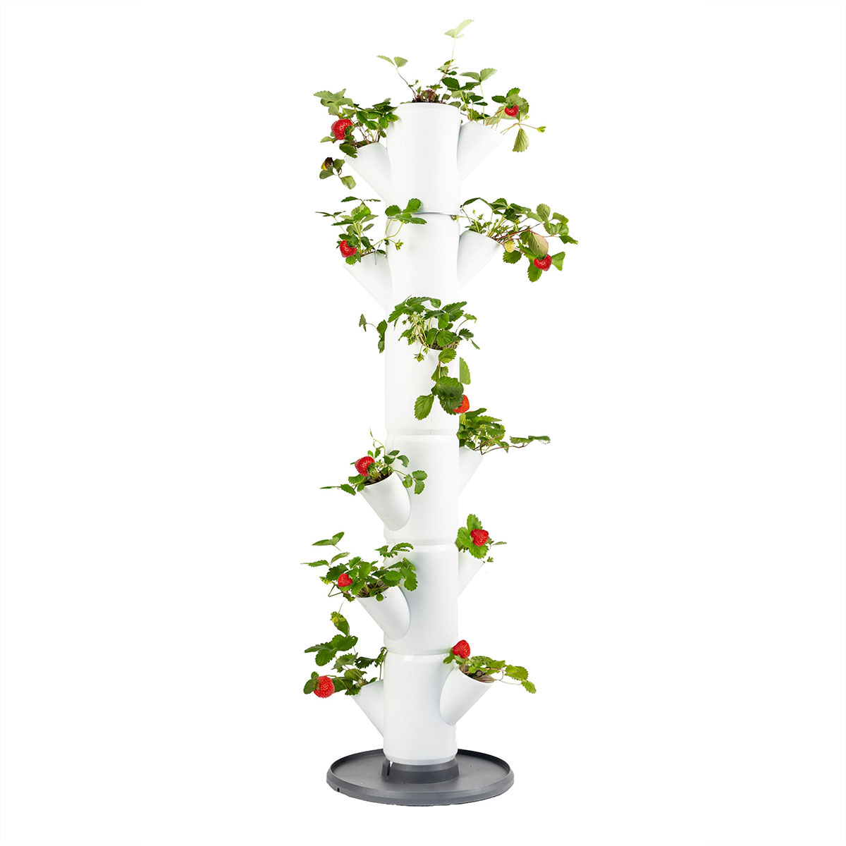 Arbre à Fraises Sissi pour Balcon et Terrasse