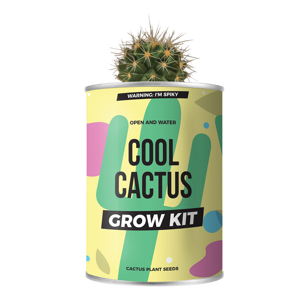 Cactus en Boite