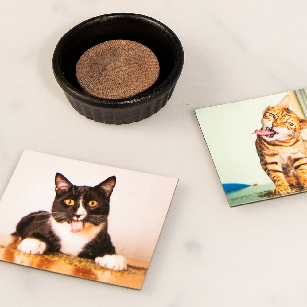 Herbe à chat DIY