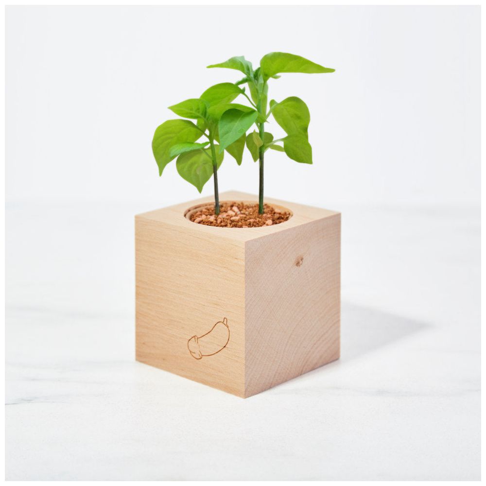 ecocube – Piment pénis dans un cube en bois
