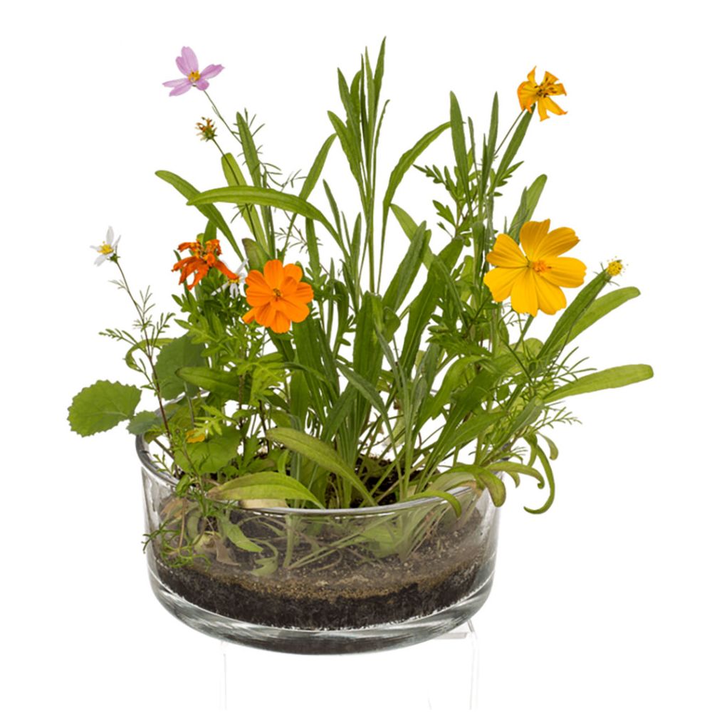 Fleurs des champs en boîte