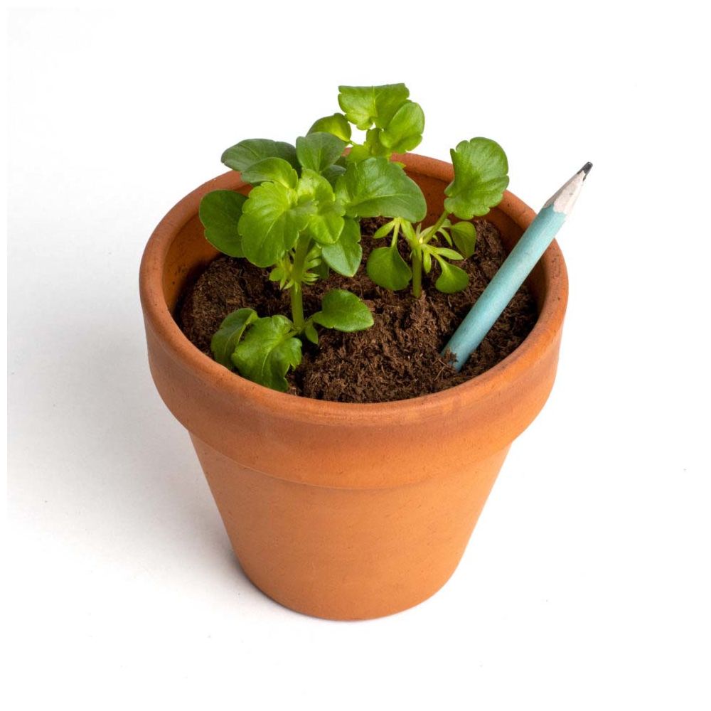 Crayons à planter - Lot de 5