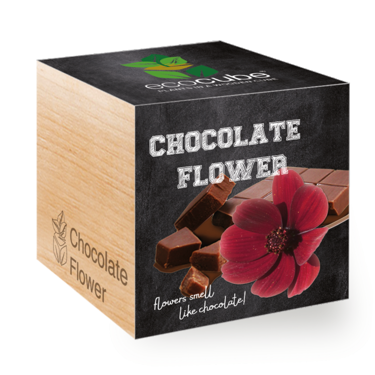 Fleurs de chocolat - Ecocube plantes dans cubes en bois