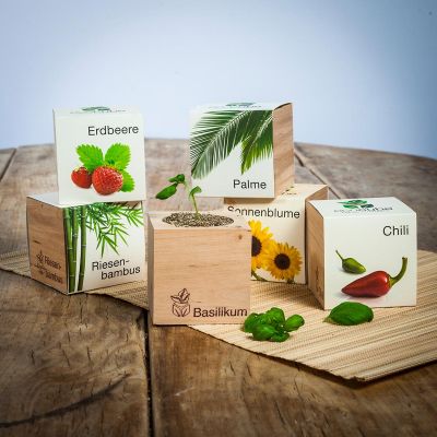 Petit cadeau pas cher : Plantes dans un cube en bois Ecocube