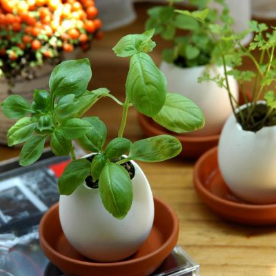 Eggling - L'oeuf plante