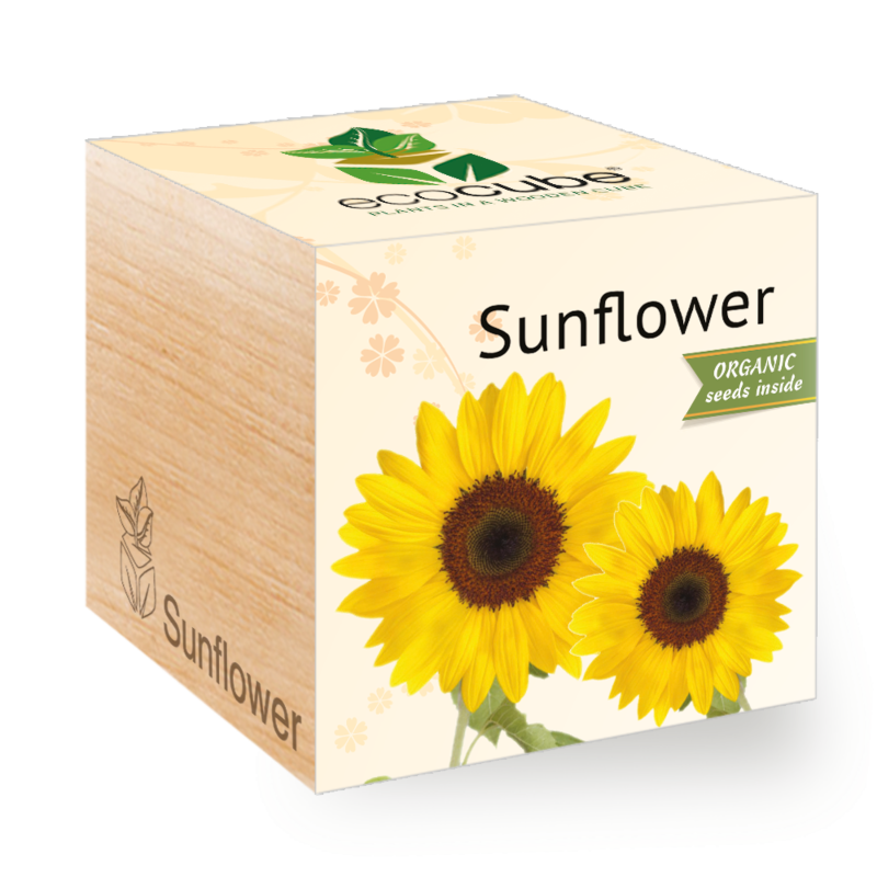 Tournesol - Ecocube plantes dans des cubes en bois