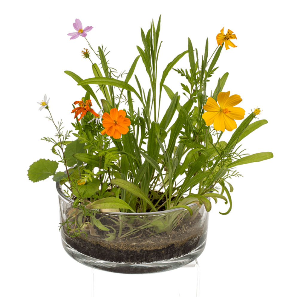 Fleurs des champs en boîte