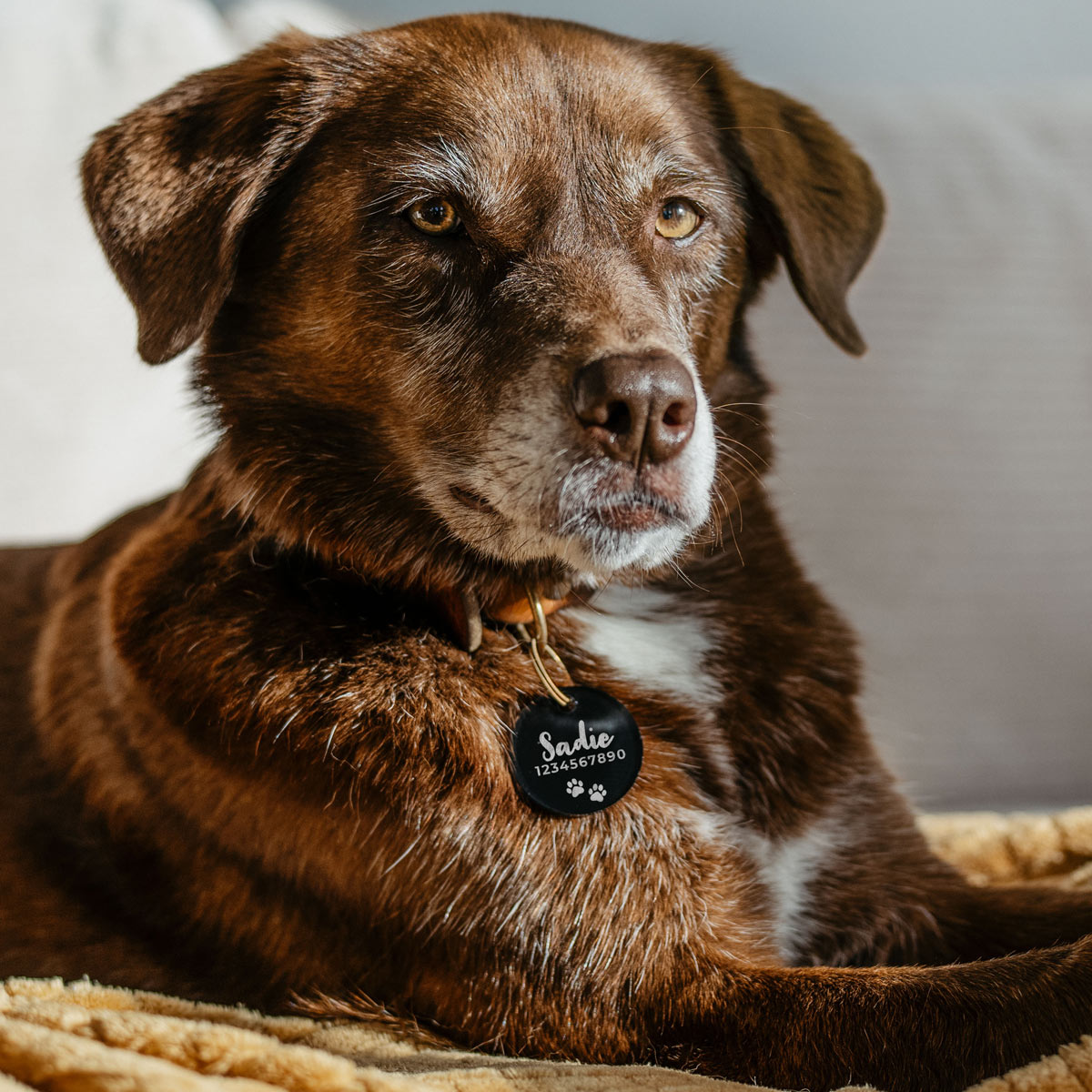 Médaille pour chien personnalisée avec nom