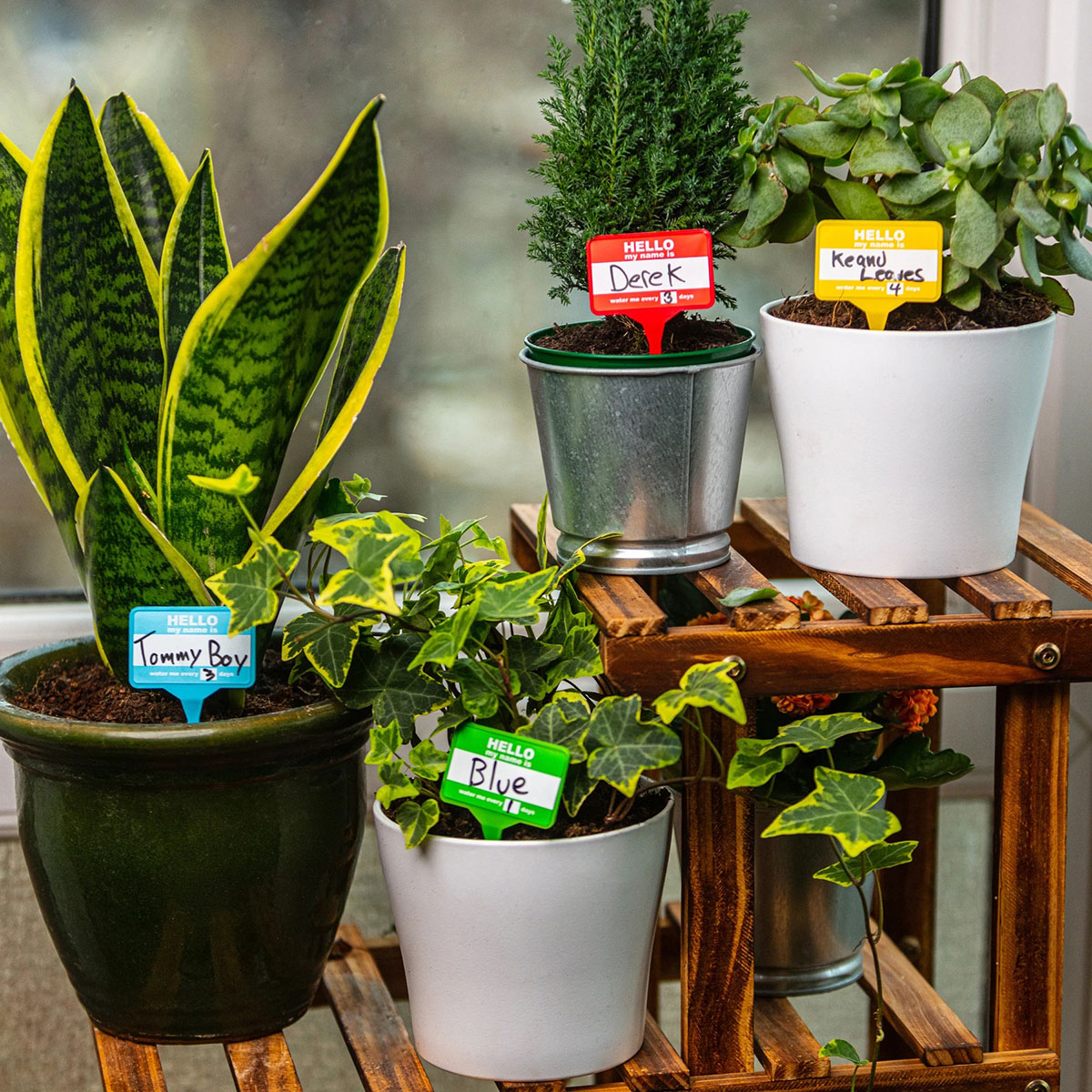 Set de 12 Badges pour Plantes