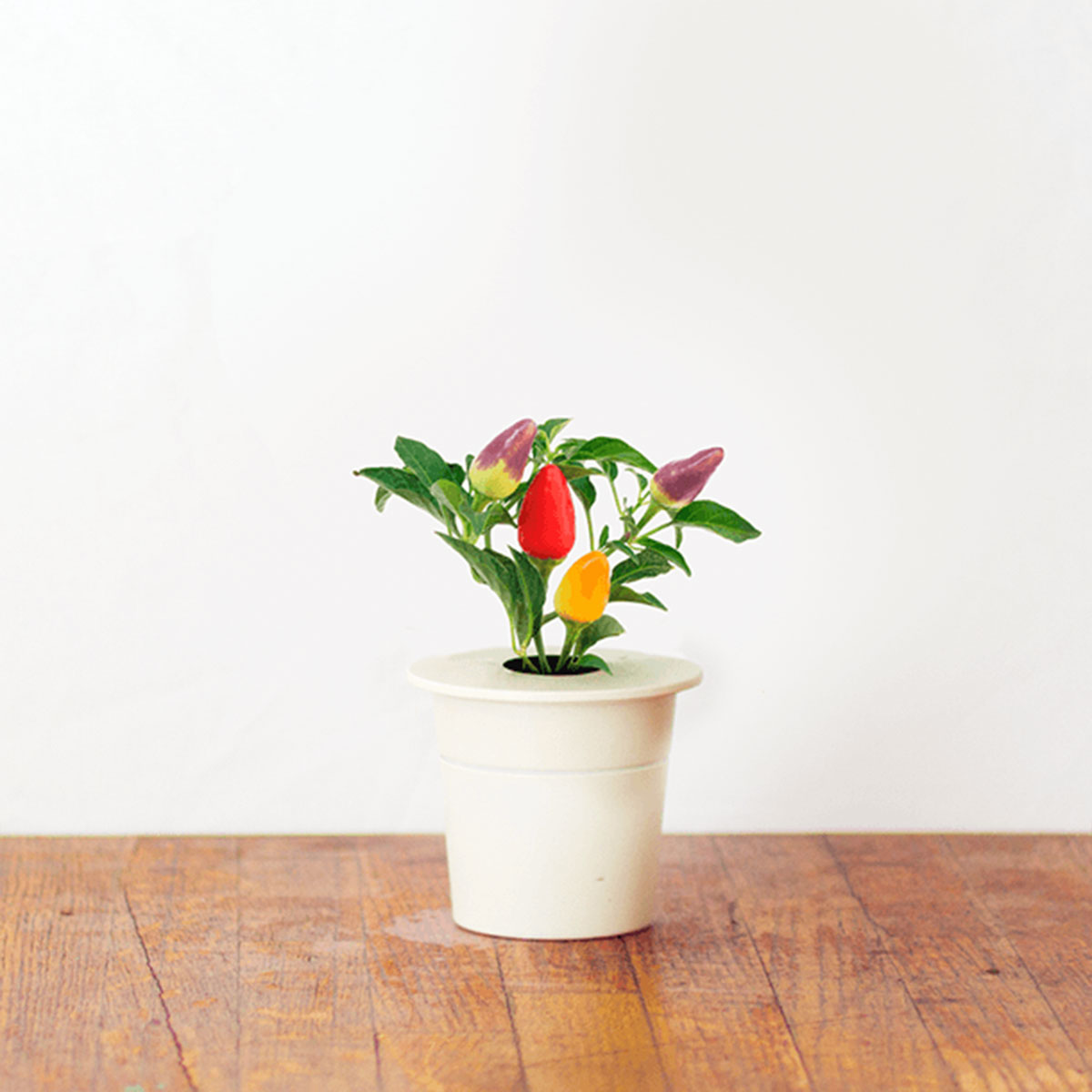 Recharges pour Click & Grow Jardin d'intérieur intelligent