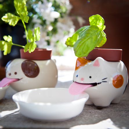 Peropon Plante Animal