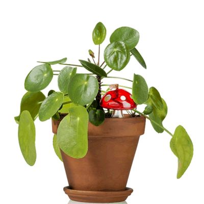 Champignon d'eau Pour les Plantes d'intérieur Champignon d'eau Pour les Plantes d'intérieur